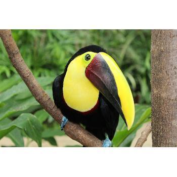Bird in Costa Rica